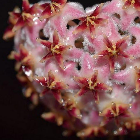 Hoya erythrostemma 'pink' IML 1504 H231