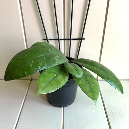 Hoya finlaysonii Malaysia IML 0398 H60