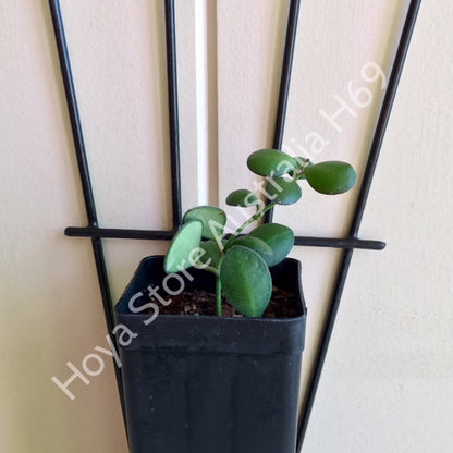 Hoya panchoi IML 0228 H69