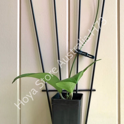 Hoya nicholsoniae McIlwraith Ra. IML 0022 H73
