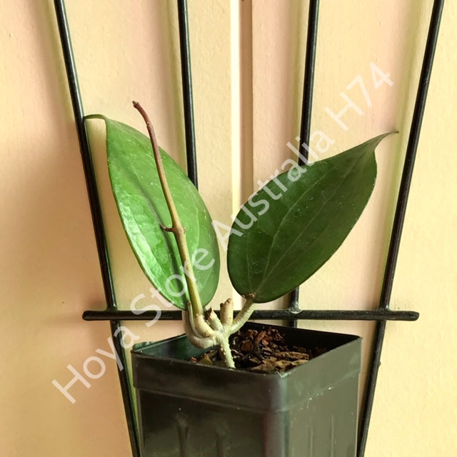 Hoya nicholsoniae Budabadoo IML 0489 H74