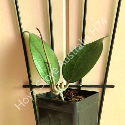 Hoya nicholsoniae Budabadoo IML 0489 H74