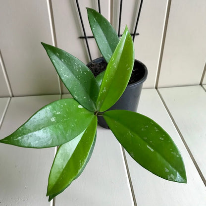 Hoya pubicalyx 'Pink-Silver' IML 0183 H76