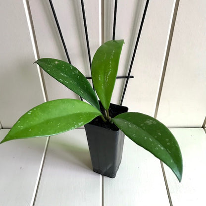 Hoya pubicalyx 'Pink-Silver' IML 0183 H76