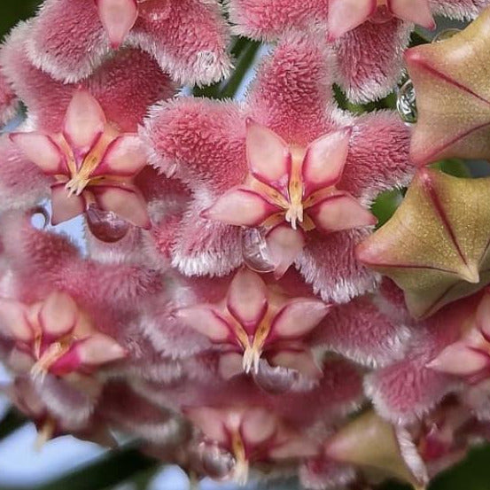Hoya pubicorolla IML 0461 H77