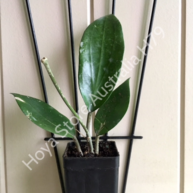 Hoya purpureo-fusca IML 0728 H79