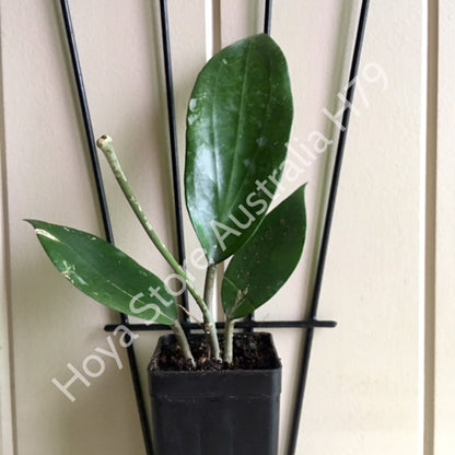 Hoya purpureo-fusca IML 0728 H79