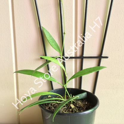 Hoya tsangii H7