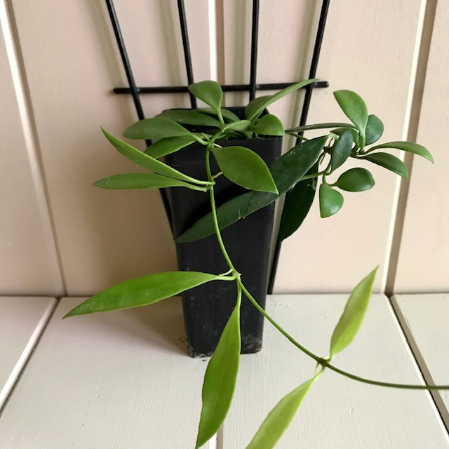 Hoya tsangii H7