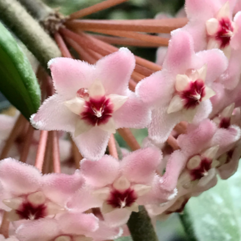 Wholesale - Hoya carnosa H8