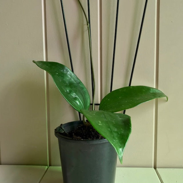 Hoya rigida IML 1424 H80