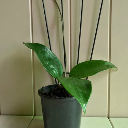 Hoya rigida IML 1424 H80
