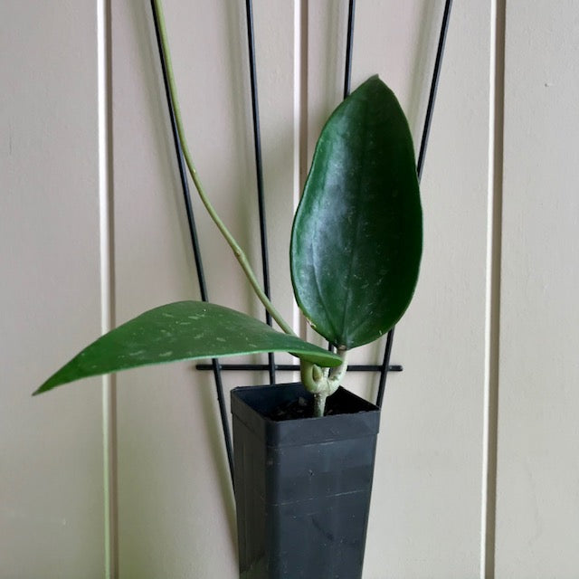 Hoya rigida IML 1424 H80
