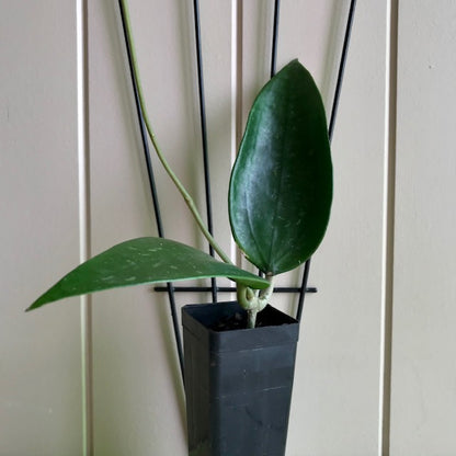 Hoya rigida IML 1424 H80