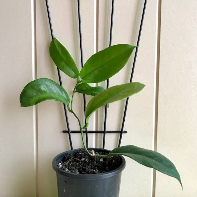 Hoya subcalva IML 0484 H83