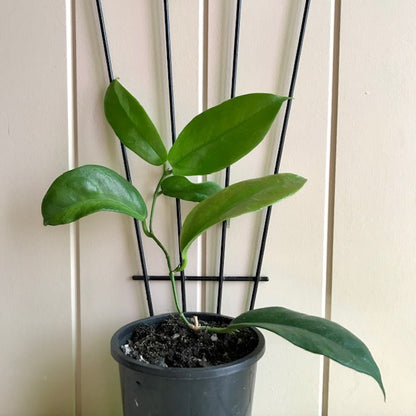 Hoya subcalva IML 0484 H83