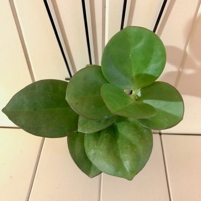 Hoya subquintuplinervis IML 1701 H84