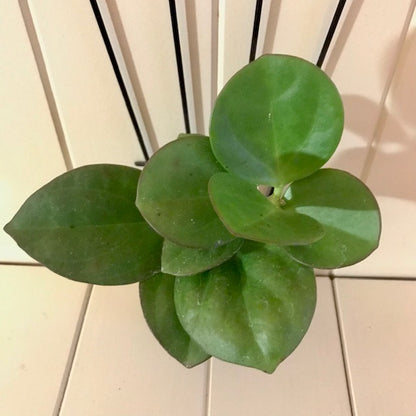 Hoya subquintuplinervis IML 1701 H84