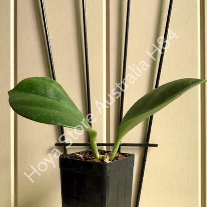 Hoya subquintuplinervis IML 1701 H84