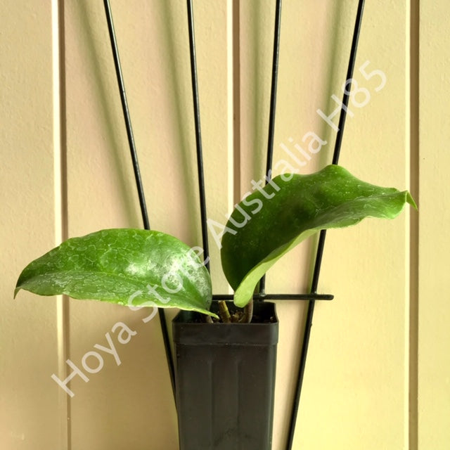 Hoya surigaoensis IML 1693 H85