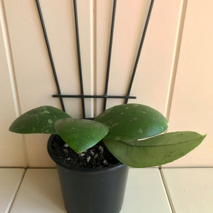 Hoya vitellina Java IML 1348 H88