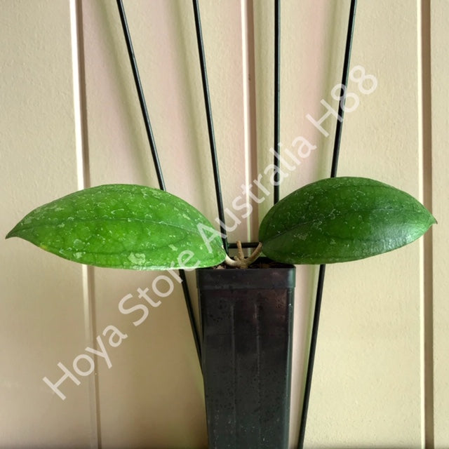 Hoya vitellina Java IML 1348 H88