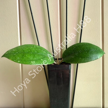 Hoya vitellina Java IML 1348 H88