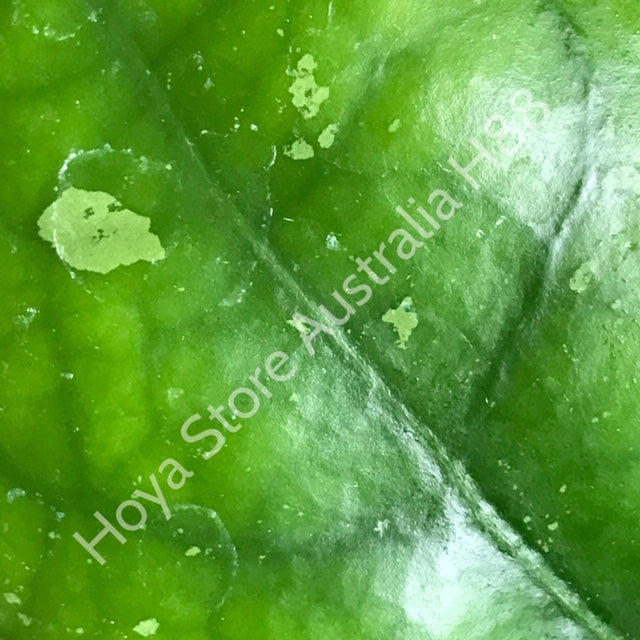Hoya vitellina Java IML 1348 H88