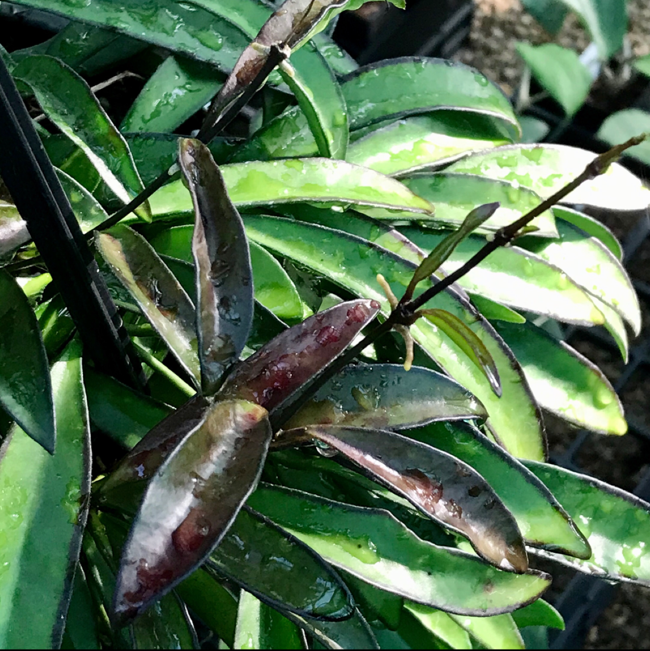 Hoya wayetii IML 1540 H89