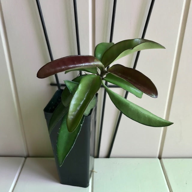 Hoya wayetii IML 1540 H89