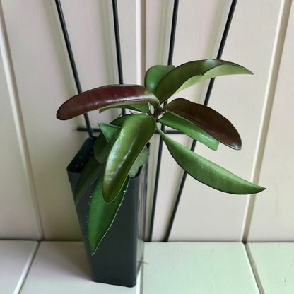 Hoya wayetii IML 1540 H89