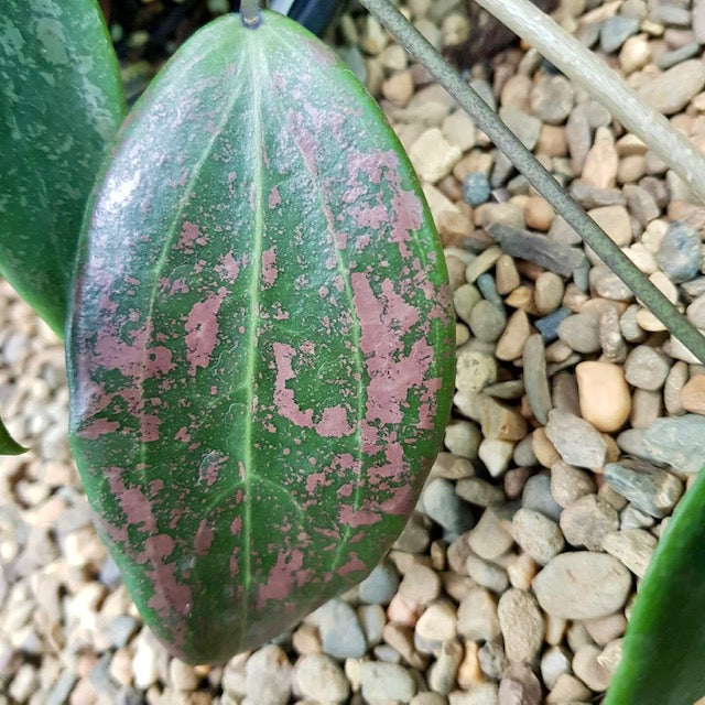 Hoya wibergiae IML 1618 H91