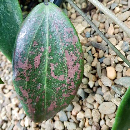 Hoya wibergiae IML 1618 H91