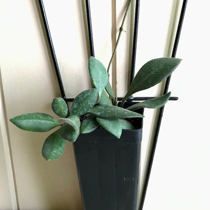 Hoya burtoniae IML 0724 H95