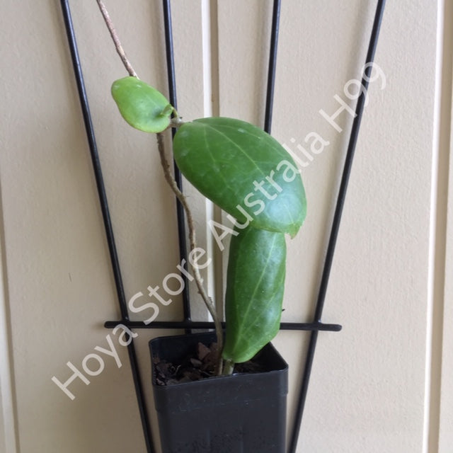 Hoya dolichosparte IML 1377 H99