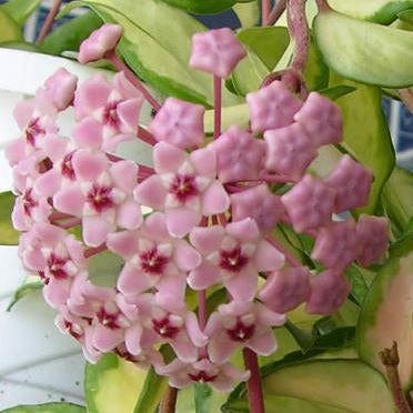Wholesale - Hoya carnosa Krimson Princess H9