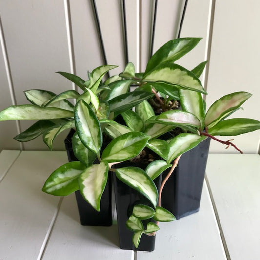 Wholesale - Hoya carnosa Krimson Princess H9