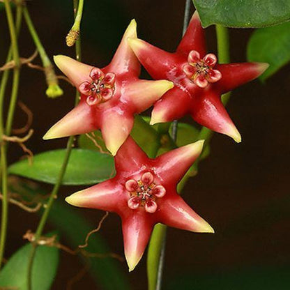 Hoya coronaria (red) H306