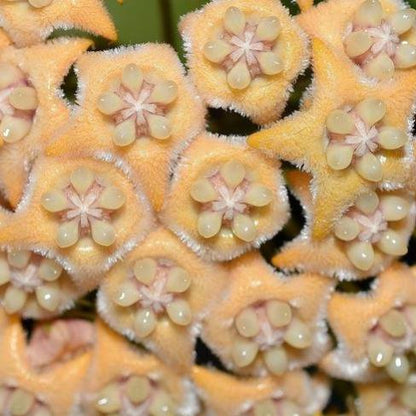 Hoya fraterna IML 1676 H100
