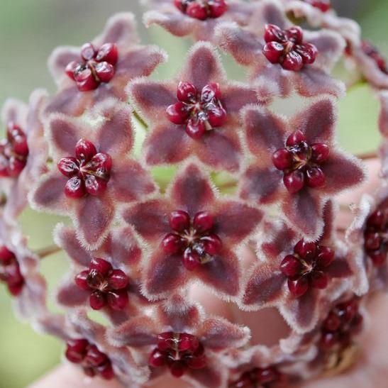 Hoya globulifera IML 1063 H101