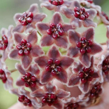 Hoya globulifera IML 1063 H101