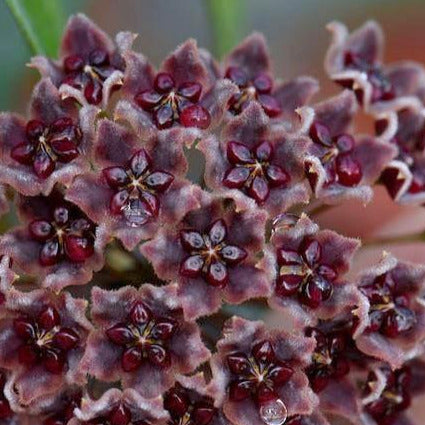 Hoya globulifera IML 1063 H101