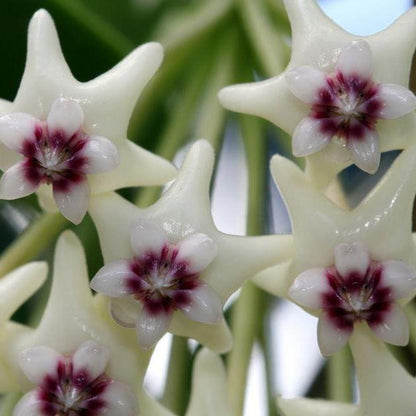 Hoya golamcoana IML 1599 H102