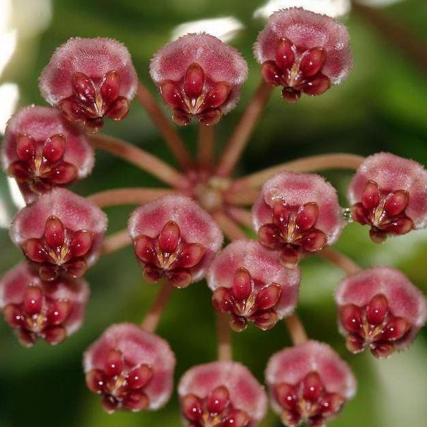 Hoya halophila IML 1116 H103