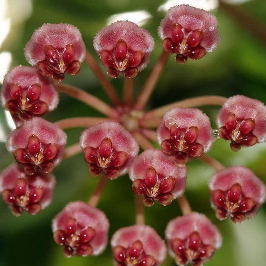 Hoya halophila IML 1116 H103