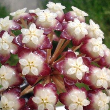Hoya juannguoiana IML 1604 H104