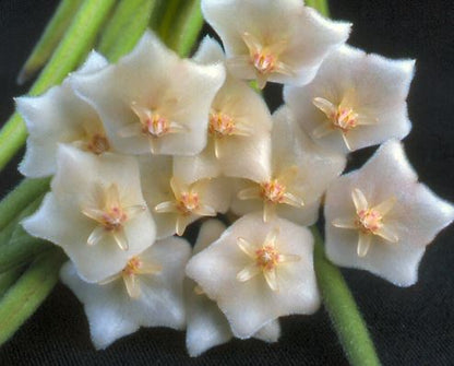 Hoya linearis IML 0139 H106