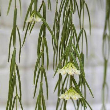 Hoya linearis IML 0139 H106