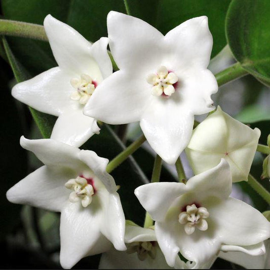 Hoya magnifica IML 0152 H108