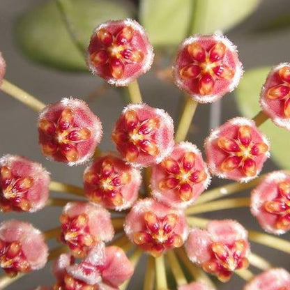 Hoya memoria IML 0107 H109